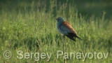 Video of European Roller - European Roller hunting insects in field near to Shabla lake in nest period